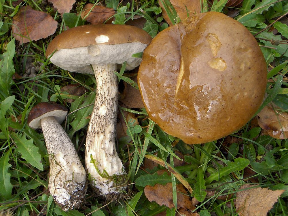 Foto: Birkenpilz