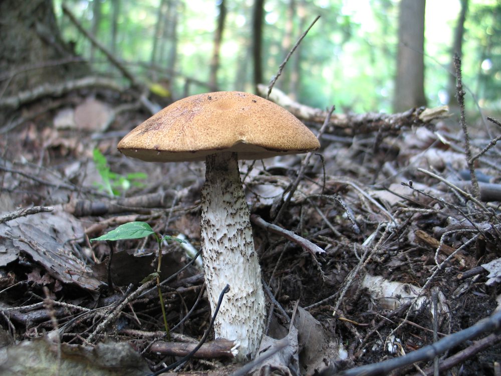 Foto: Fichtenrotkappe