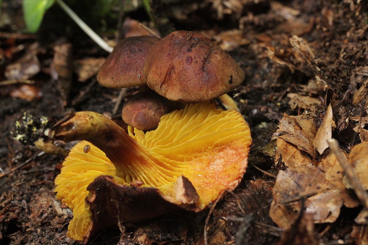 Foto: Europäisches Goldblatt