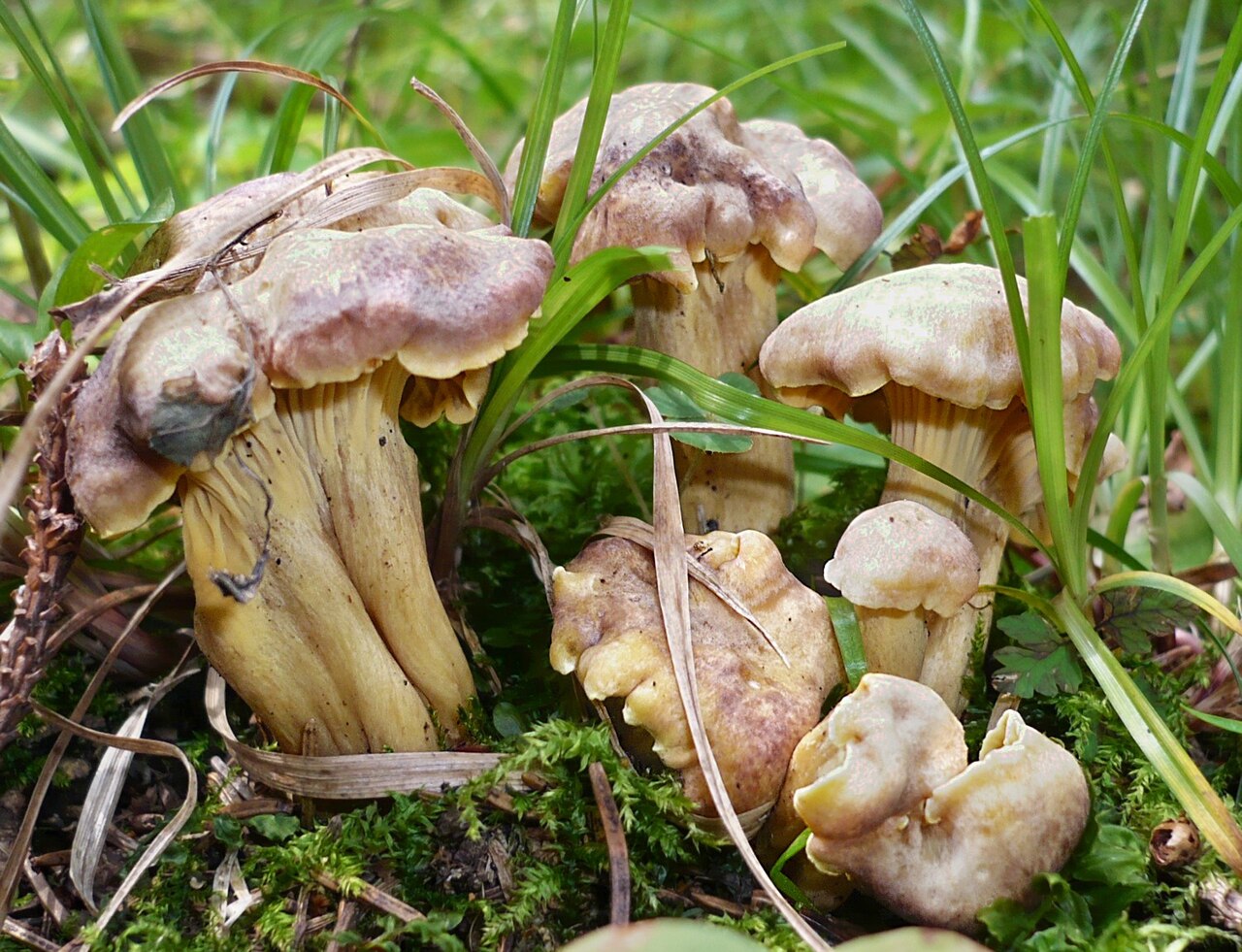 Foto: Violettschuppiger Pfifferling
