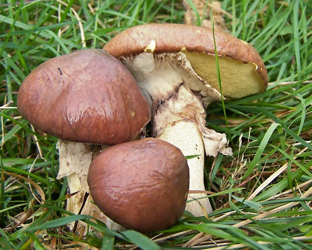 Foto: Butterpilz