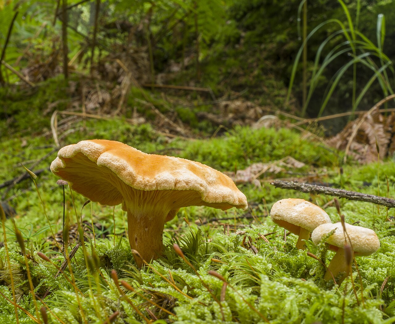 Foto: Falscher Pfifferling