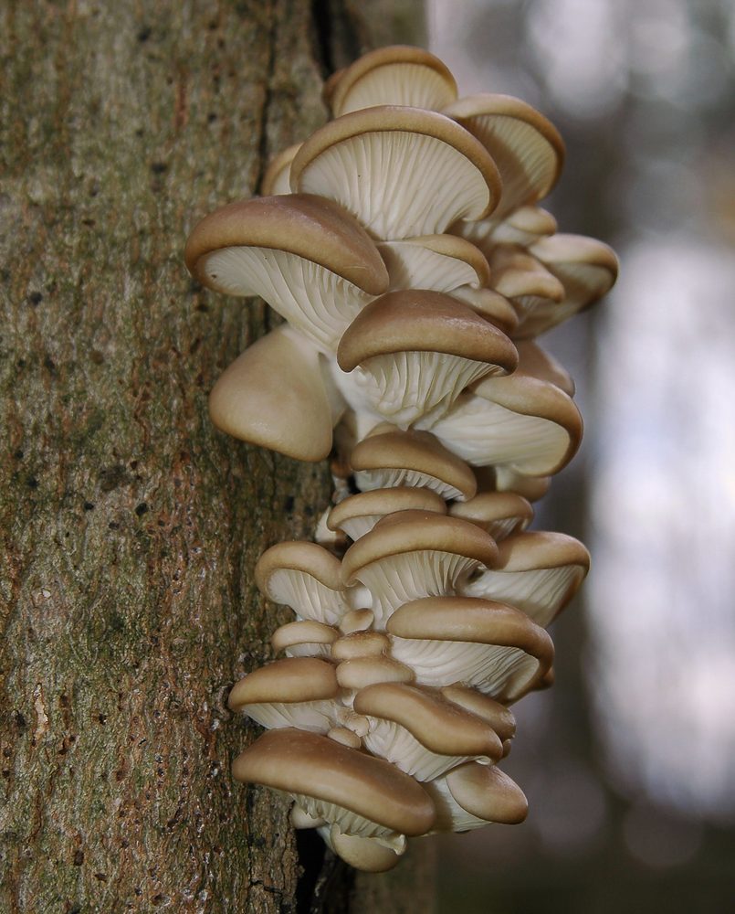 Foto: Austernseitling