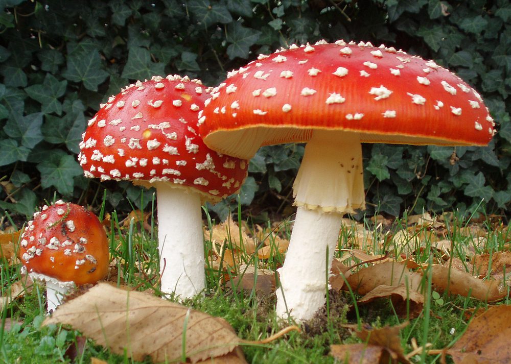 Foto: Fliegenpilz