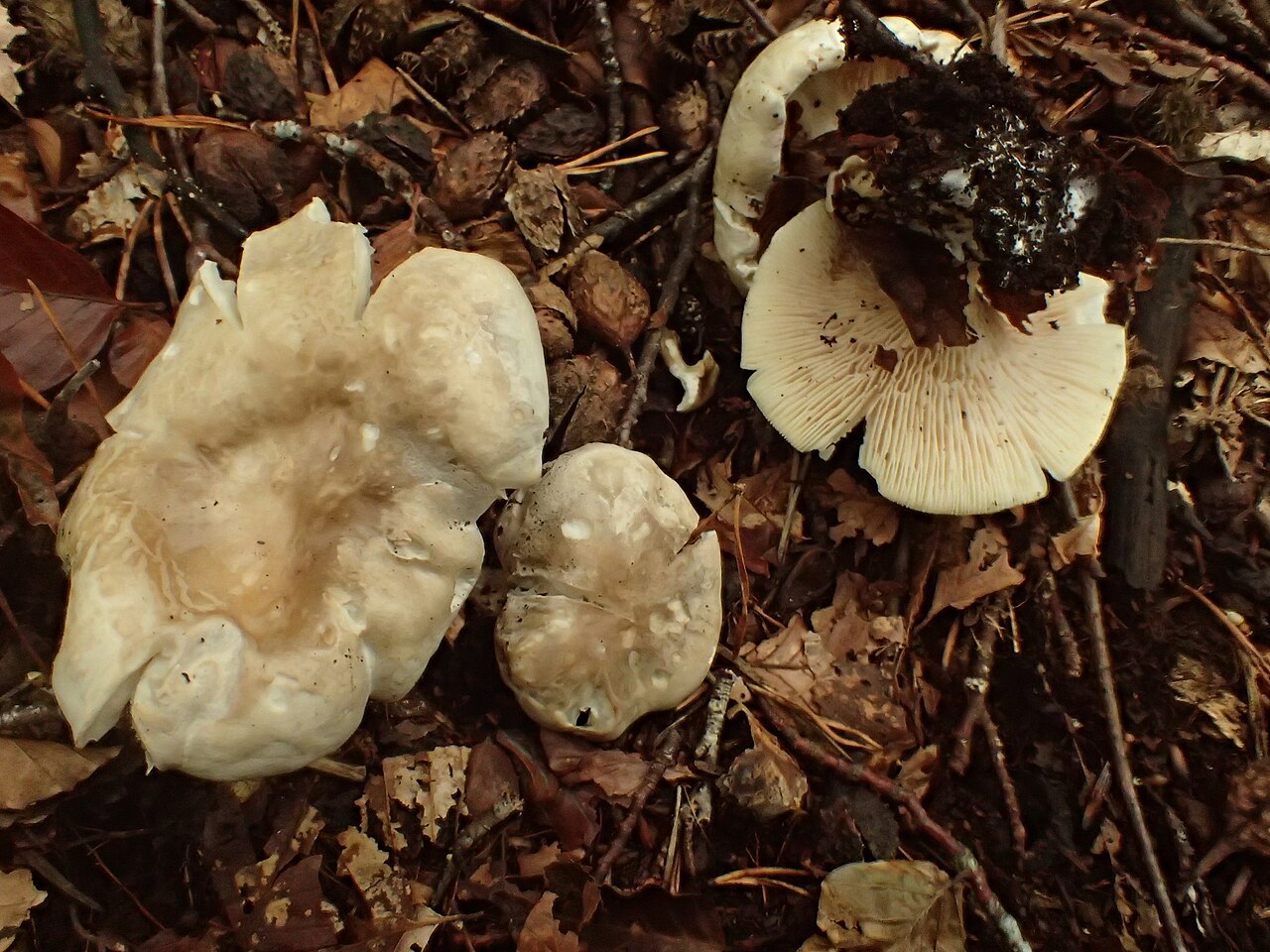 Foto: Mehlräsling