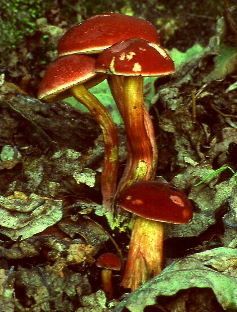 Foto: Blutroter Röhrling