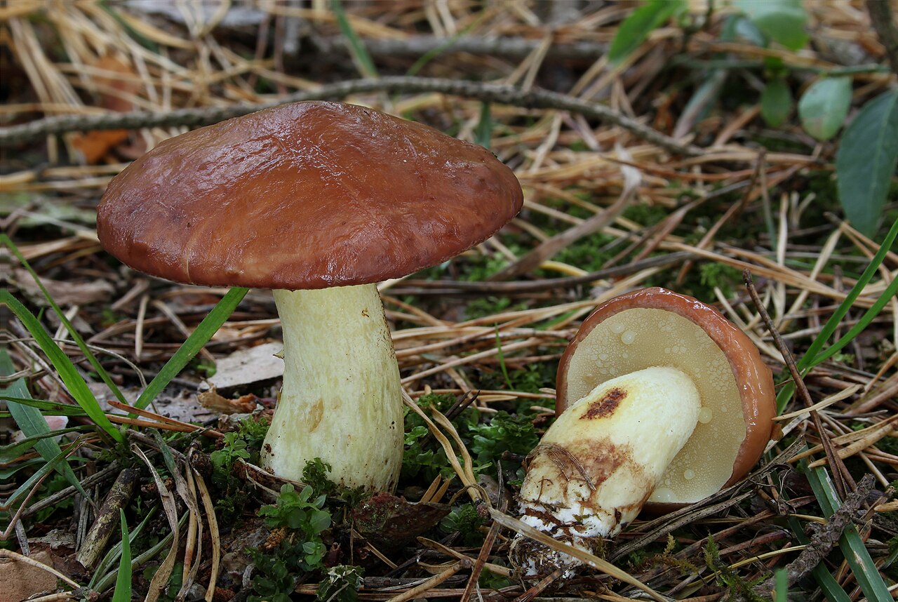 Foto: Körnchenröhrling