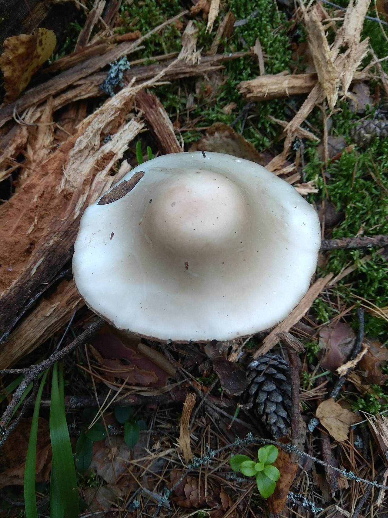 Kegelhütiger Knollenblätterpilz