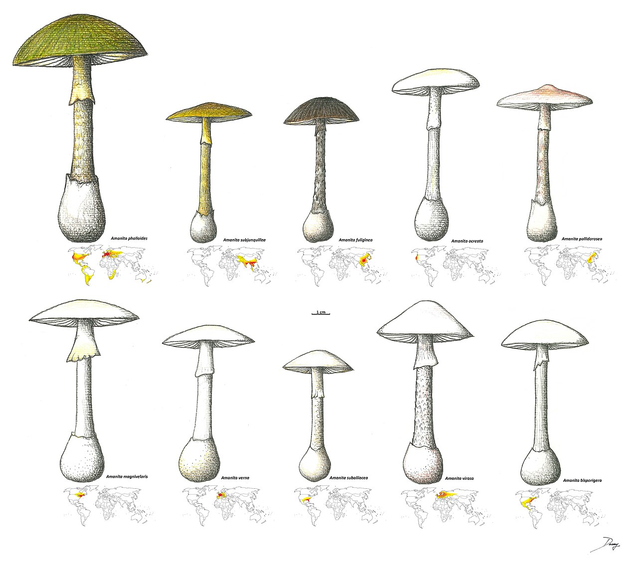 Frühlings-Knollenblätterpilz