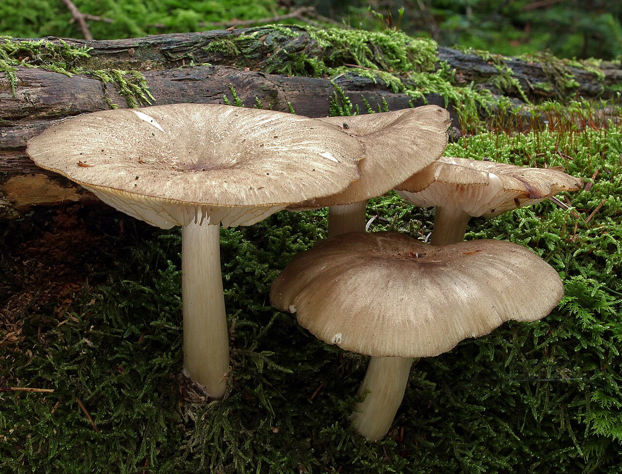 Foto: Breitblättriger Rübling
