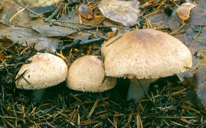 Waldchampignon