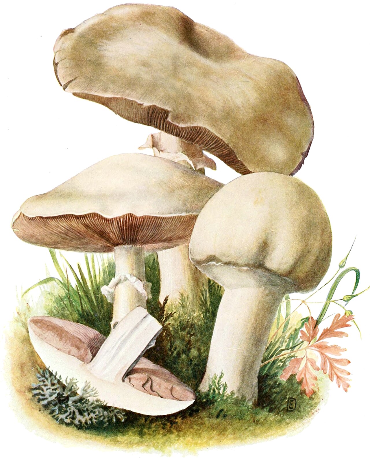 Schafchampignon