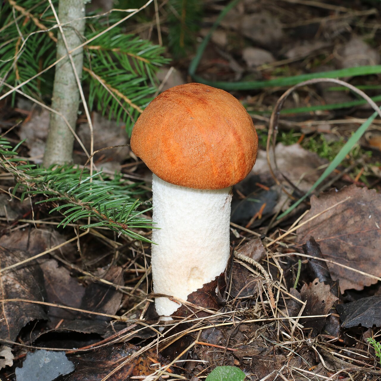 Foto: Laubwald-Rotkappe