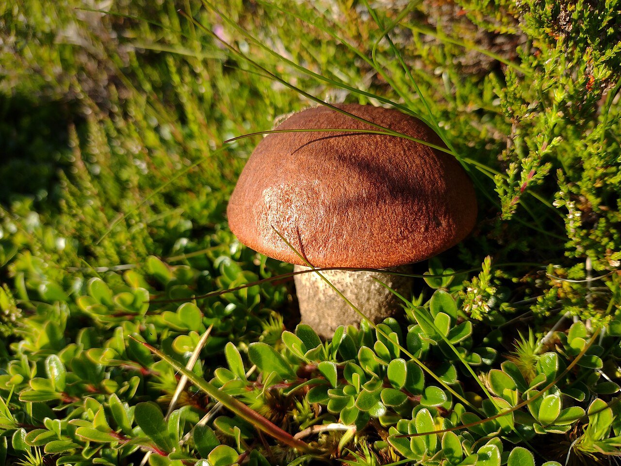 Foto: Kiefern-Rotkappe