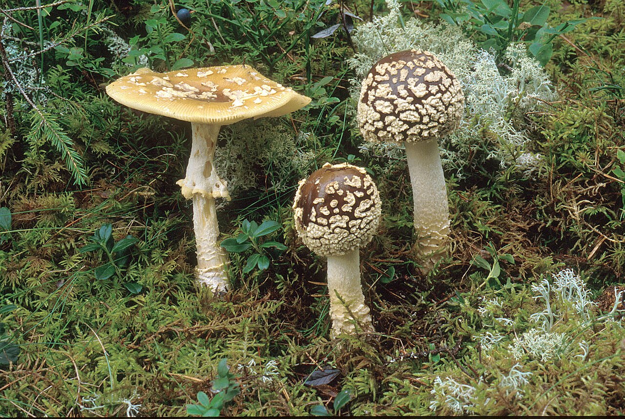Königsfliegenpilz