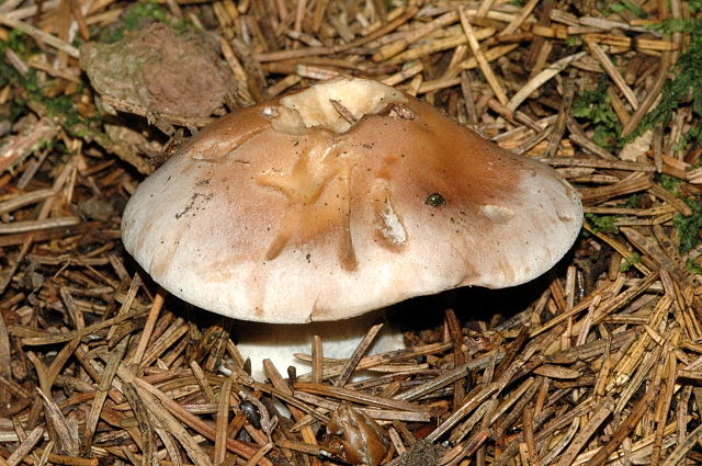 Foto: Blassblauer Rötelritterling