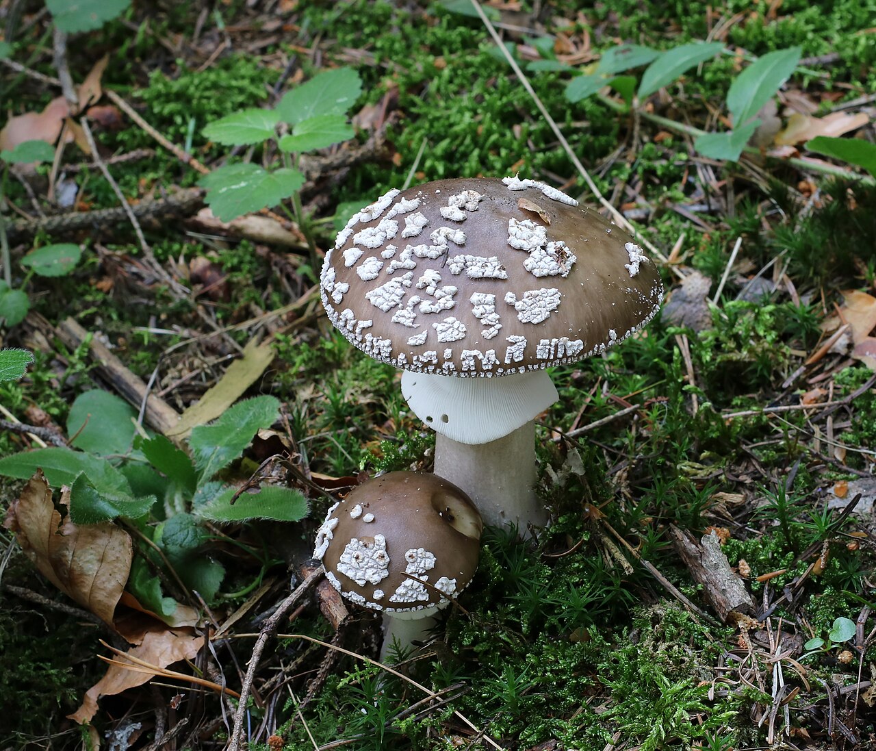 Pantherpilz