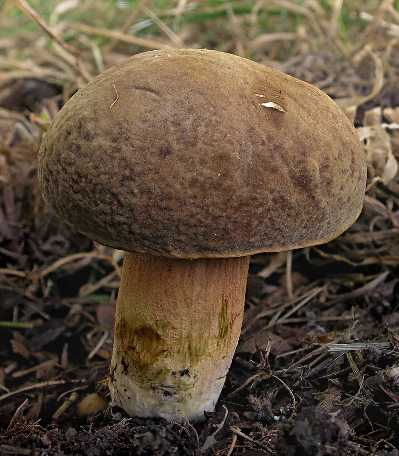 Eichen-Filzröhrling