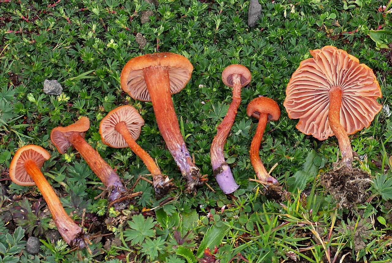 Zweifarbiger Lacktrichterling