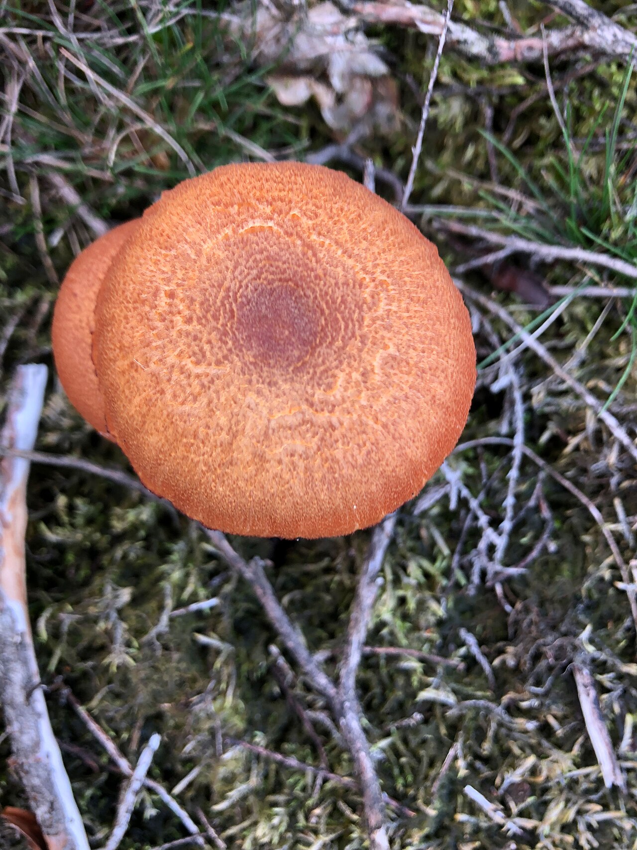 Braunroter Lacktrichterling