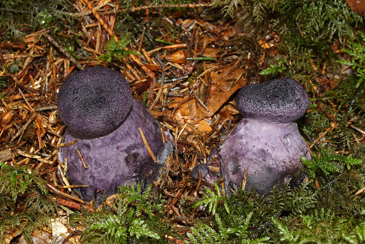 Dunkelvioletter Schleierling