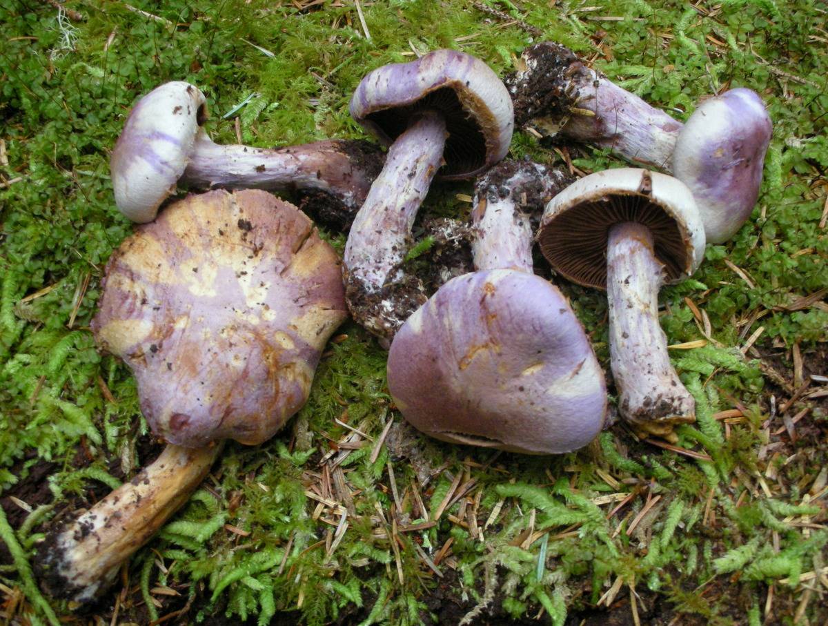 Safranfleischiger Dickfuß