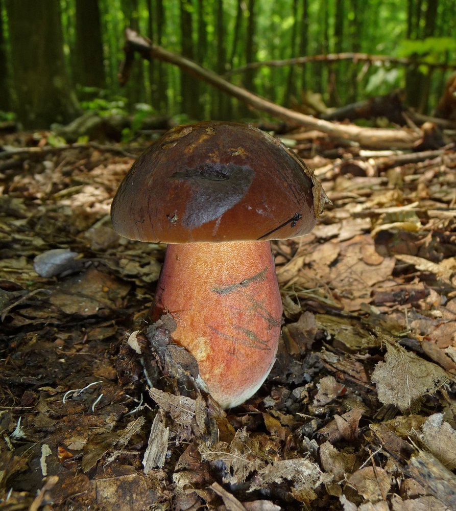 Foto: Flockenstieliger Hexenröhrling