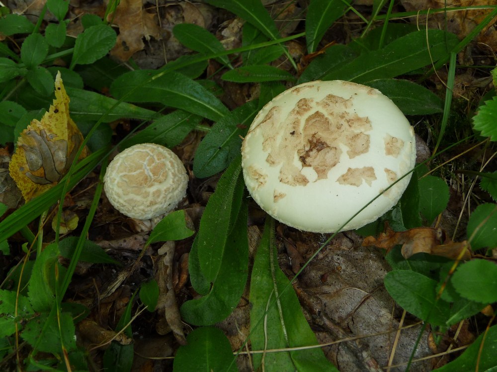 Foto: Gelber Knollenblätterpilz