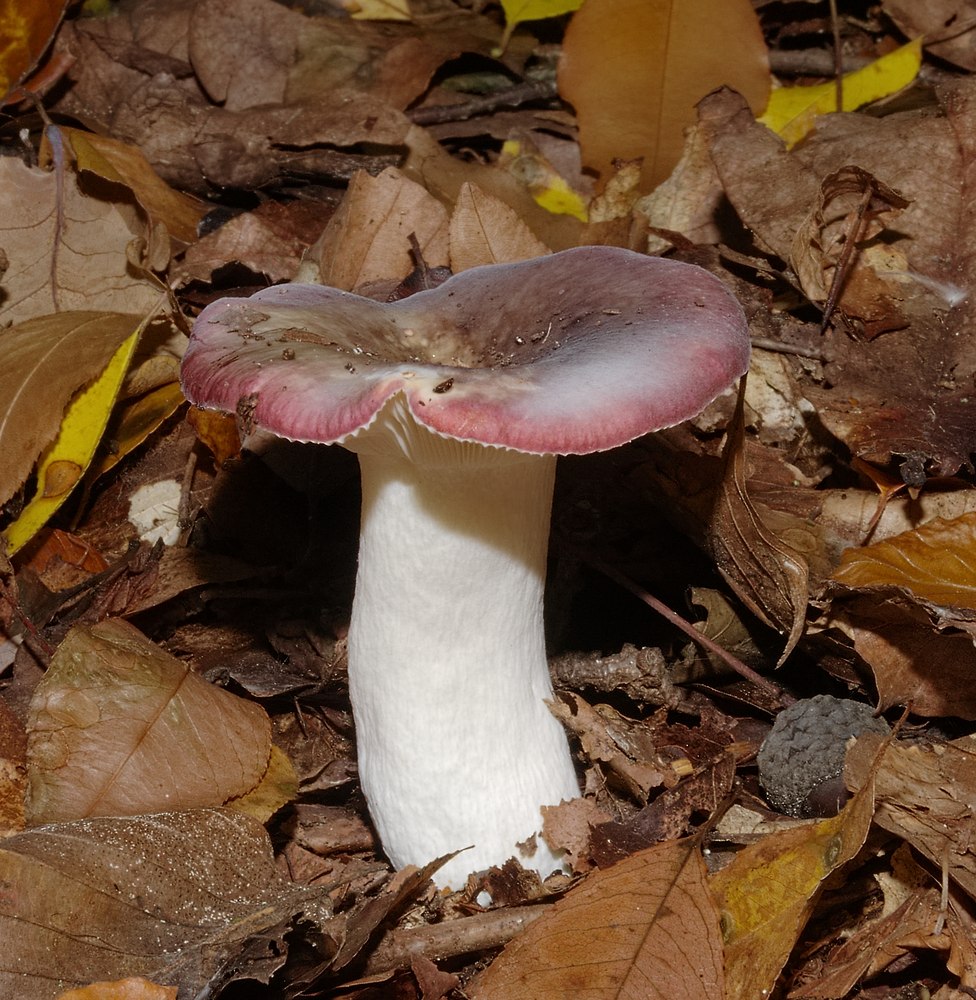 Foto: Papageientäubling