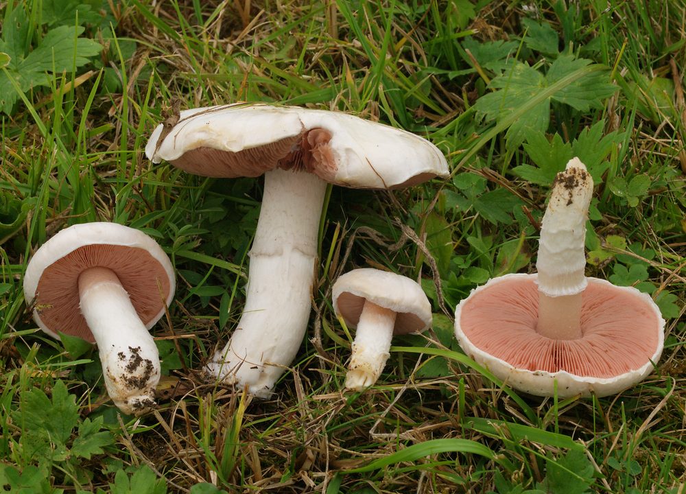 Foto: Wiesenchampignon
