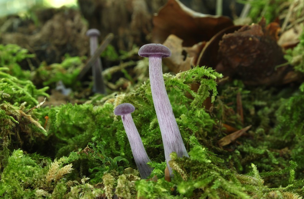 Foto: Violetter Lacktrichterling