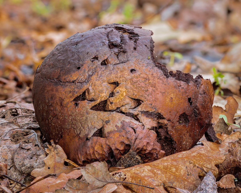 Foto: Kartoffelbovist