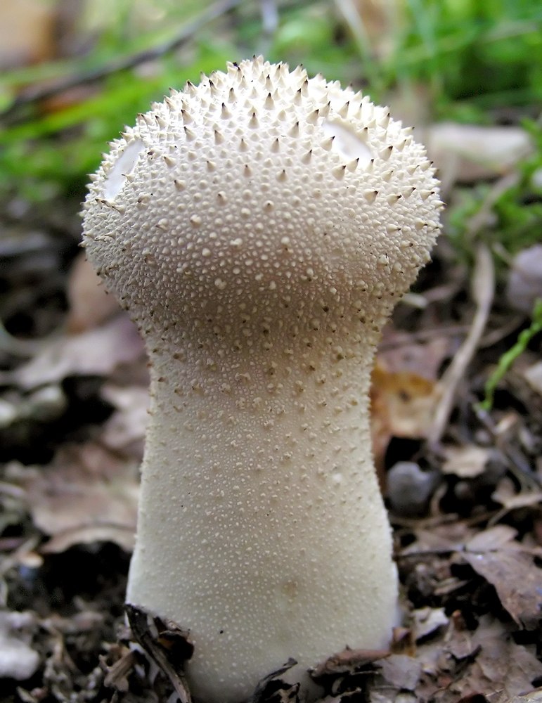 Foto: Flaschenstäubling