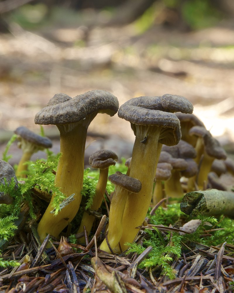 Foto: Trompetenpfifferling