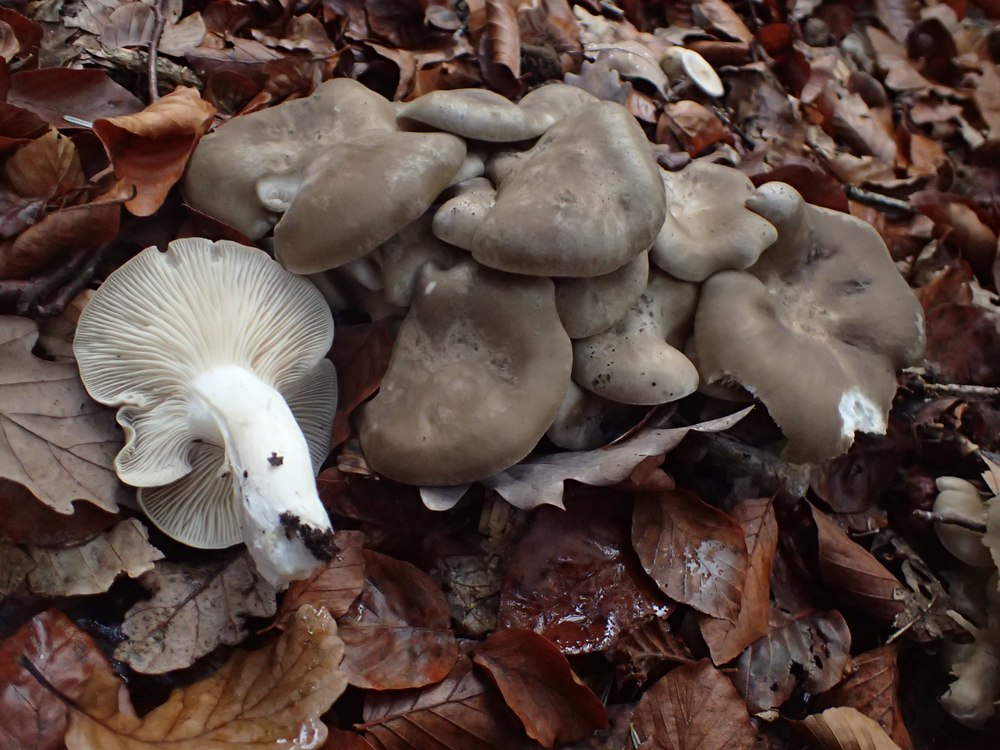 Foto: Büschelrasling