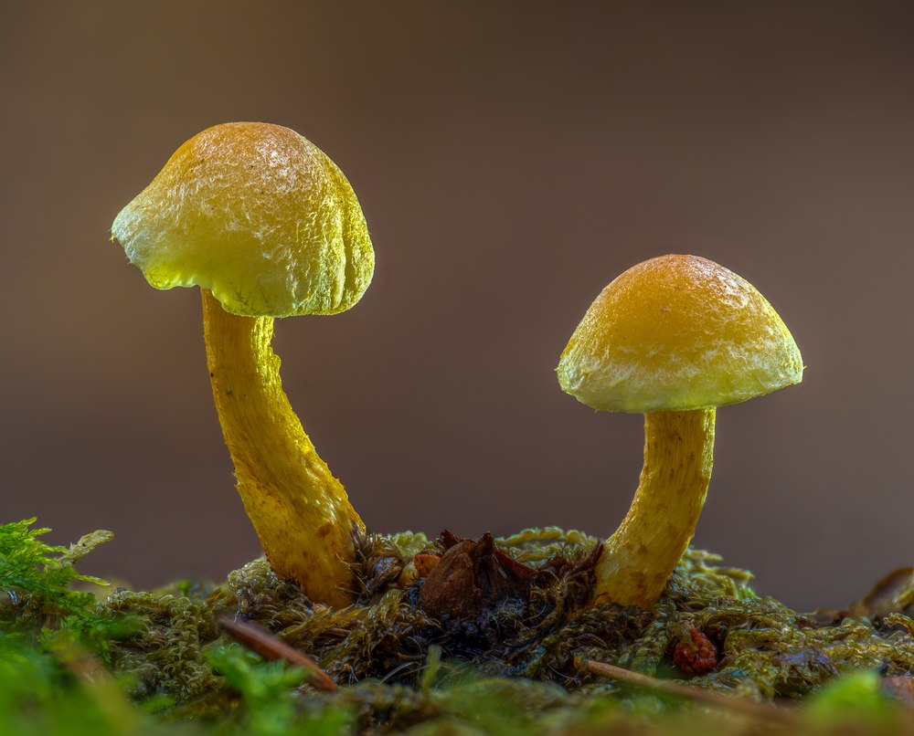 Foto: Grünblättriger Schwefelkopf