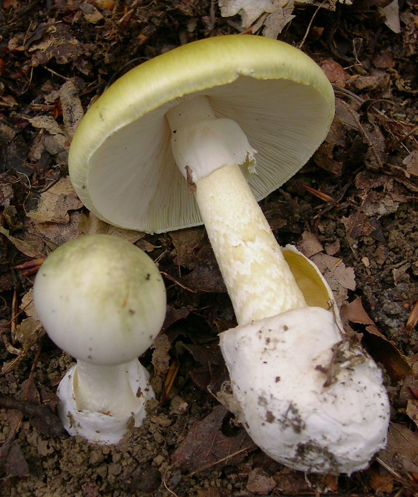 Foto: Grüner Knollenblätterpilz
