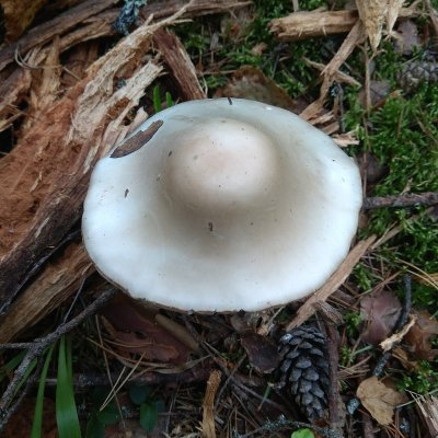 Kegelhütiger Knollenblätterpilz