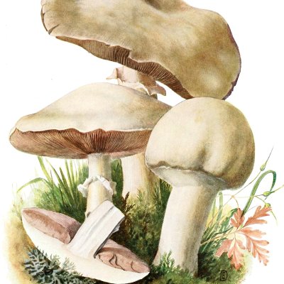 Schafchampignon