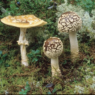 Königsfliegenpilz