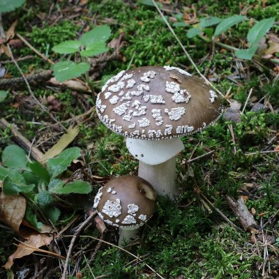 Pantherpilz