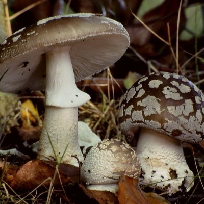 Grauer Wulstling