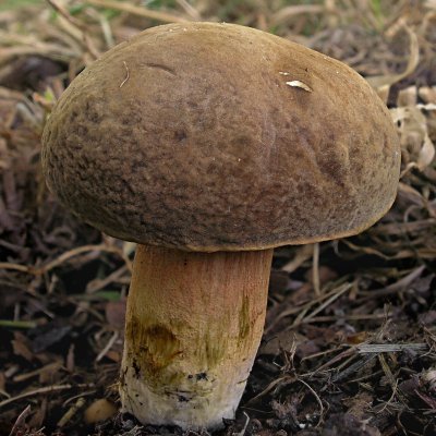 Eichen-Filzröhrling