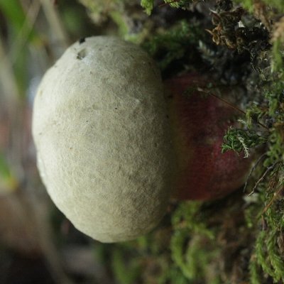 Schönfußröhrling