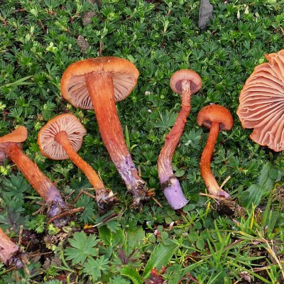 Zweifarbiger Lacktrichterling