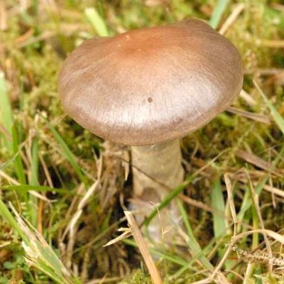 Hygrophaner Dickfuß