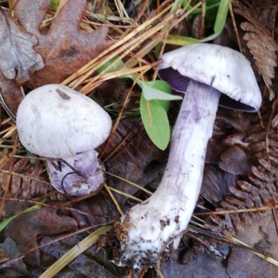 Bocks-Dickfuß