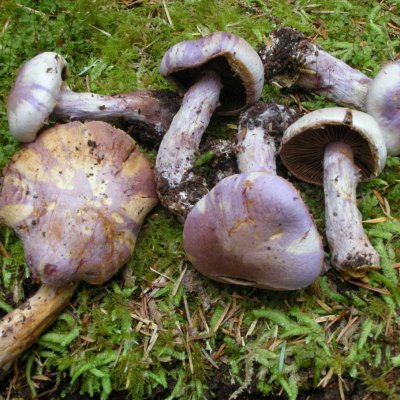 Safranfleischiger Dickfuß