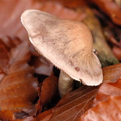 Graubräunlicher Dickfuß